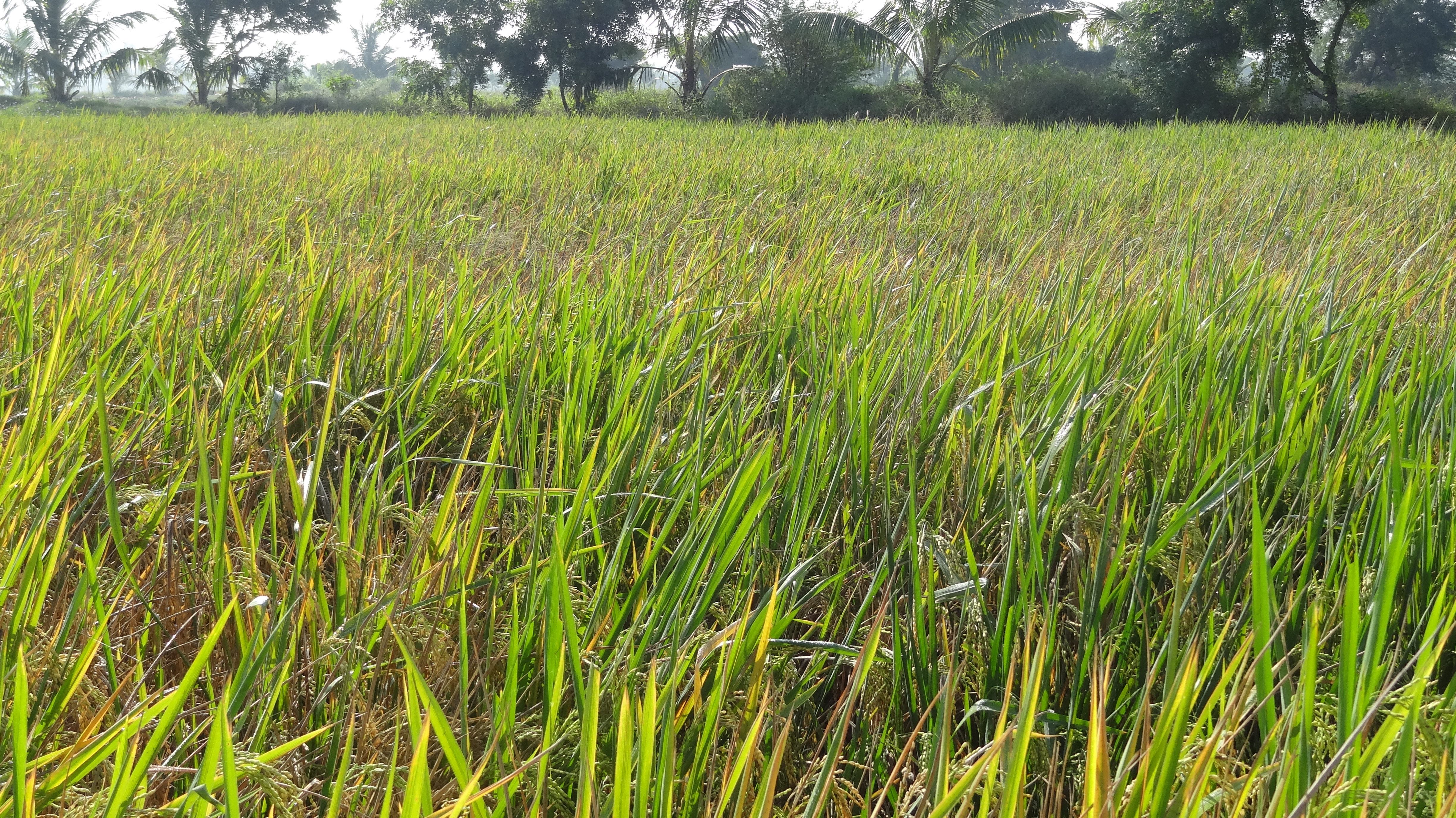 Plant